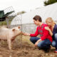 Mladi par hrani svinju na farmi