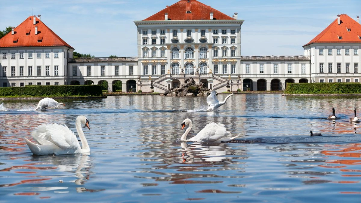 Labudovi ispred dvorca u Munchenu